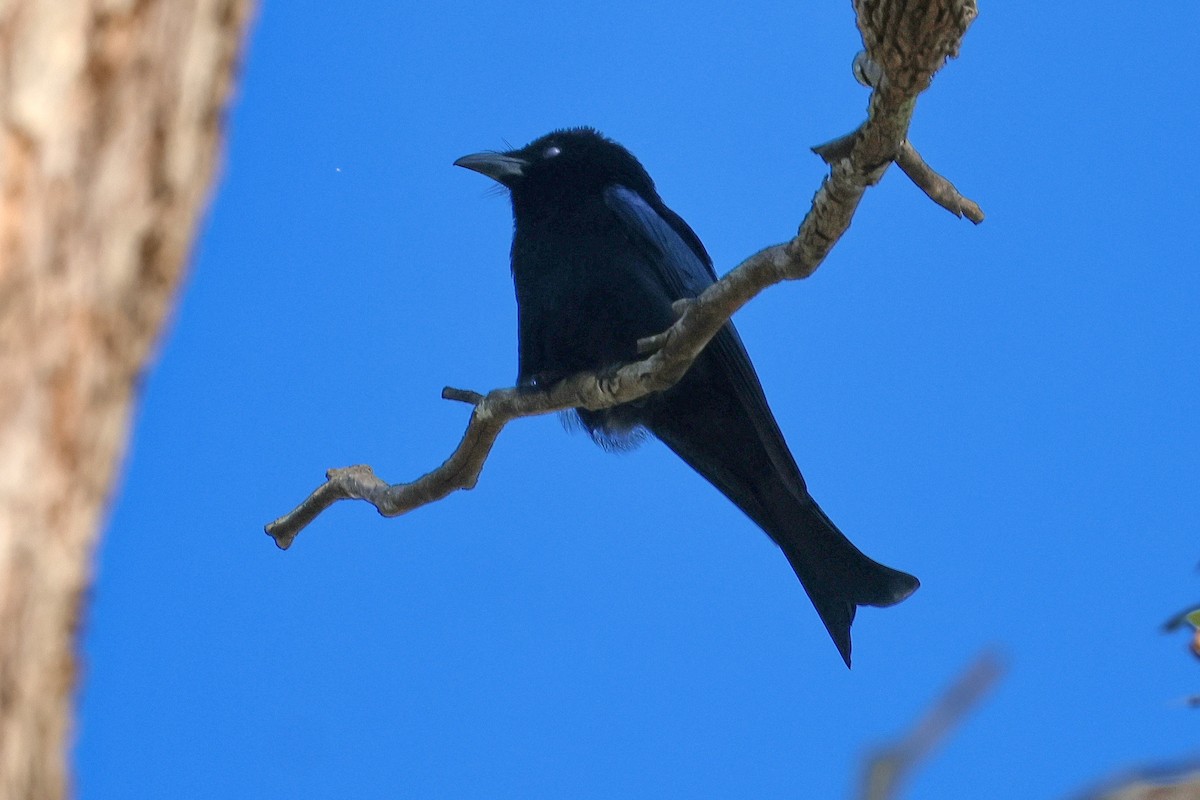 Spangled Drongo - ML620622220