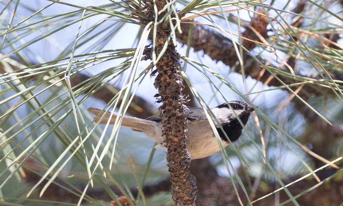 Mountain Chickadee - Chris Wood