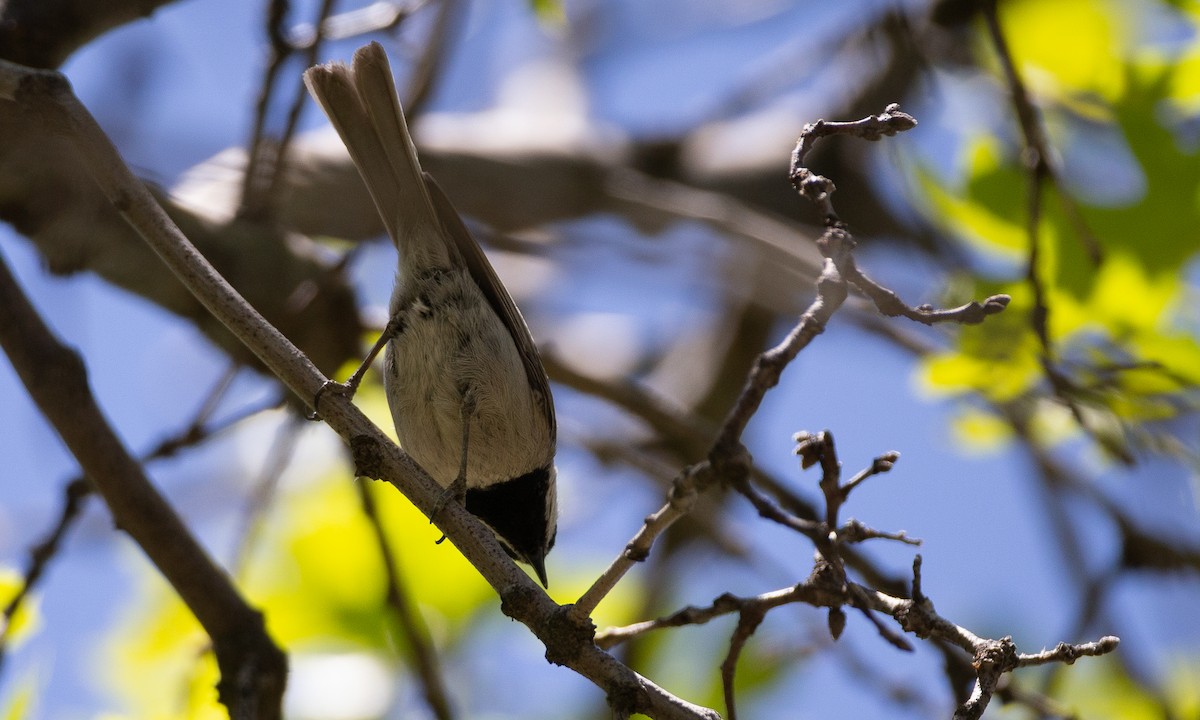 Mountain Chickadee - ML620622222