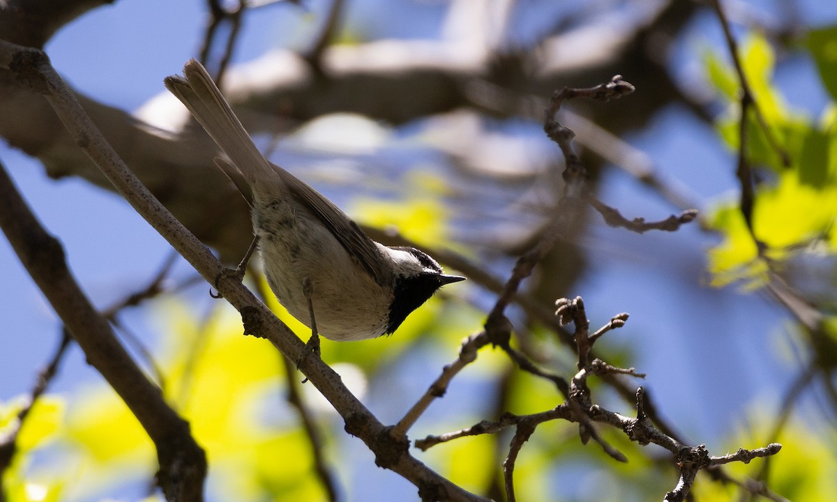 Mountain Chickadee - ML620622223