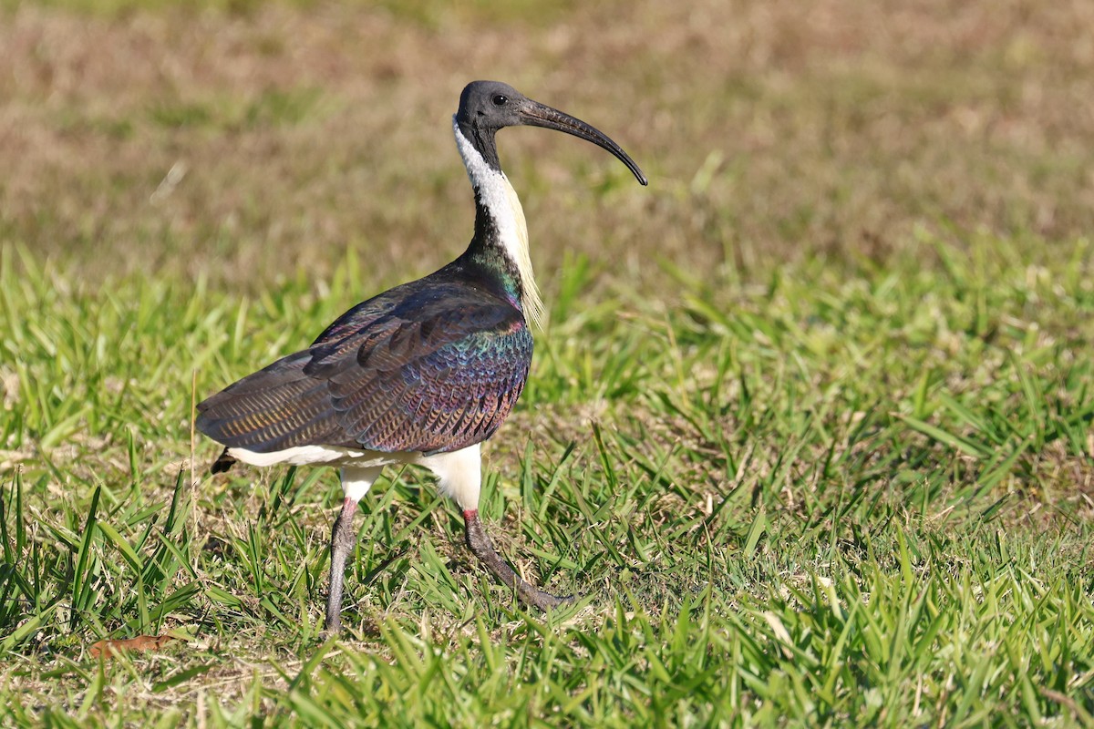 ibis slámokrký - ML620622227