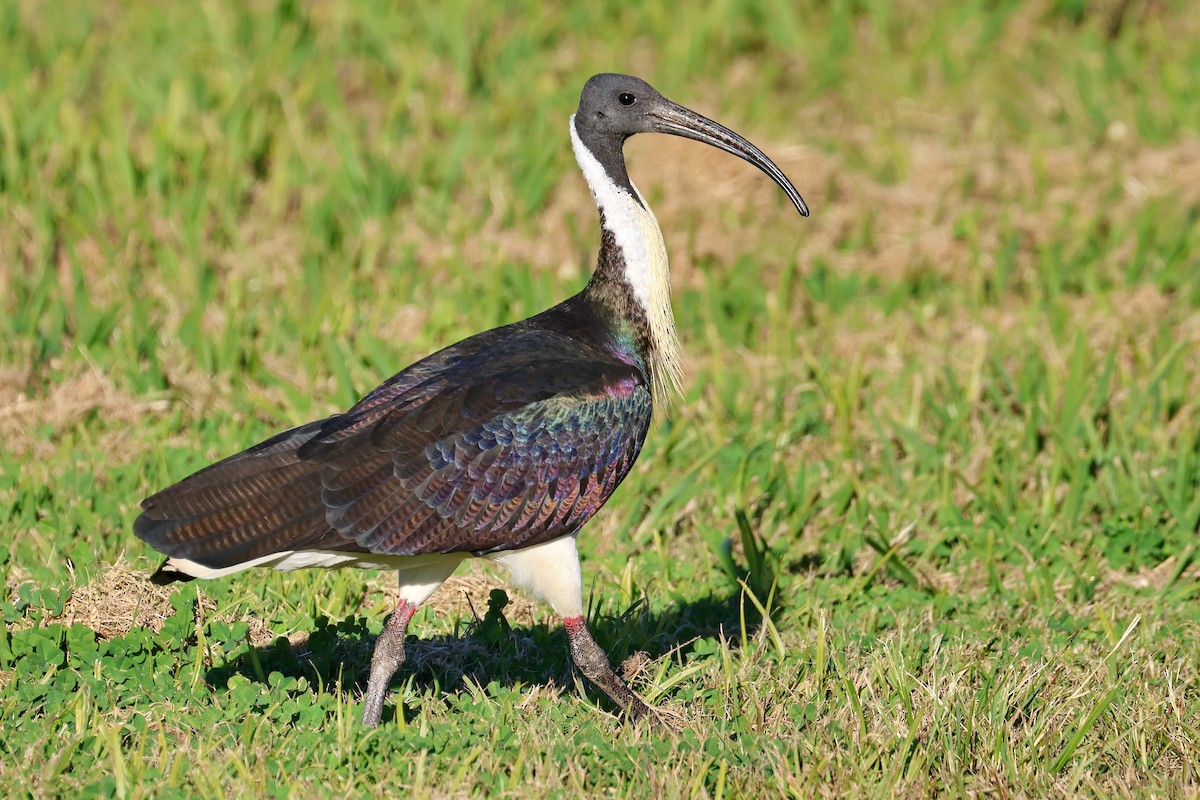ibis slámokrký - ML620622228