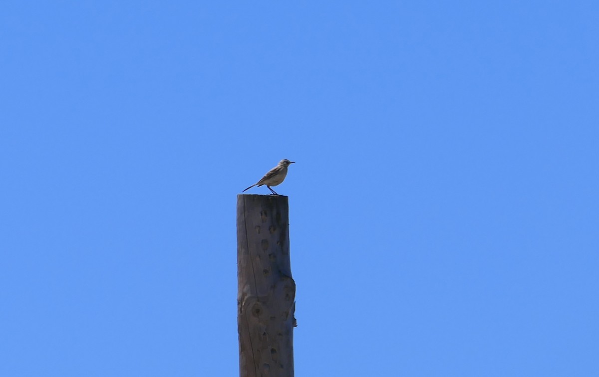 Bisbita Campestre - ML620622229