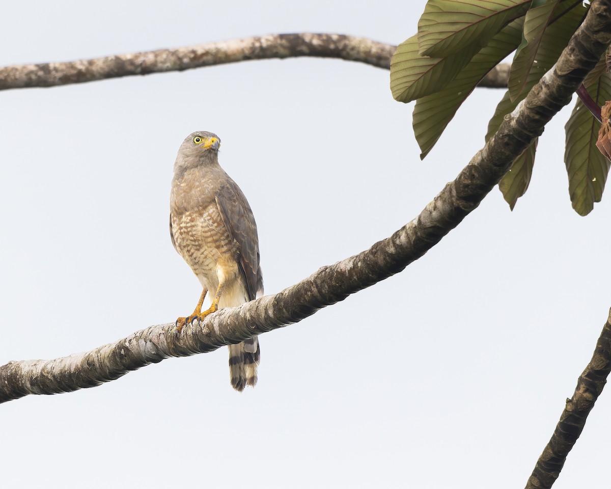 Roadside Hawk - ML620622235