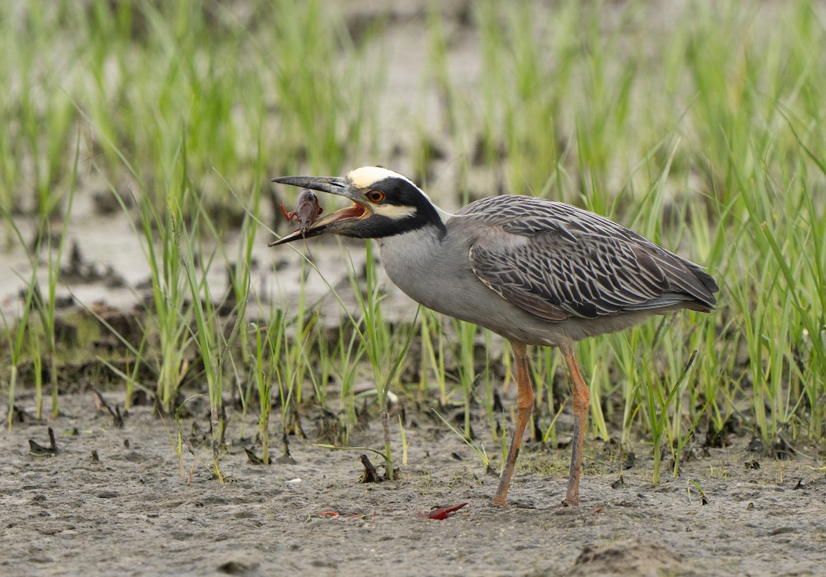 Yellow-crowned Night Heron - ML620622237