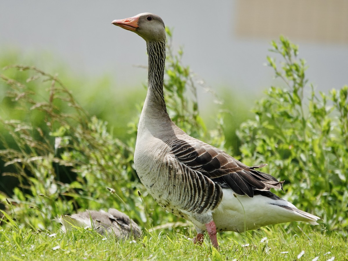 Graylag Goose (European) - ML620622247