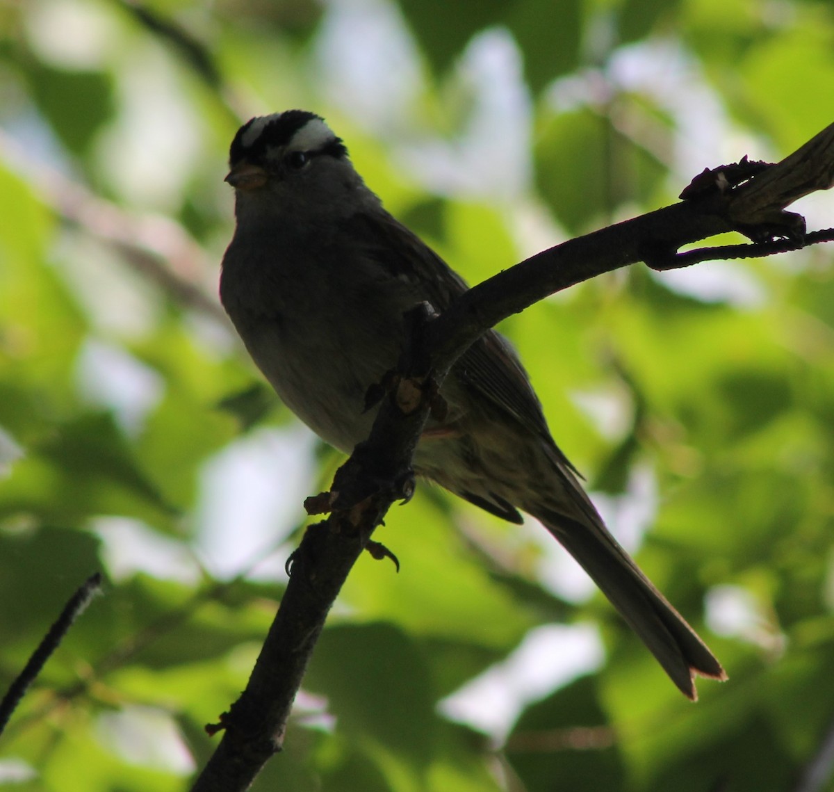White-crowned Sparrow - ML620622249