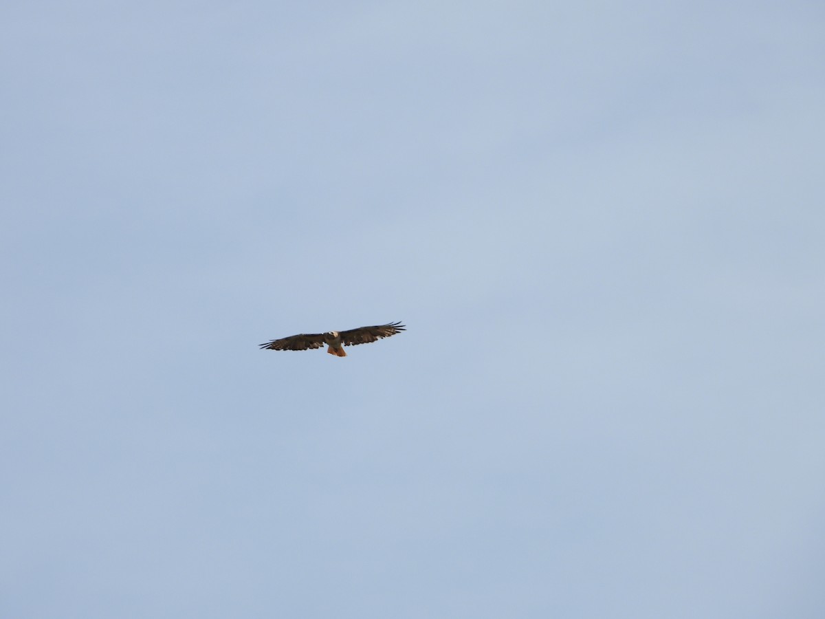 Red-tailed Hawk - ML620622252