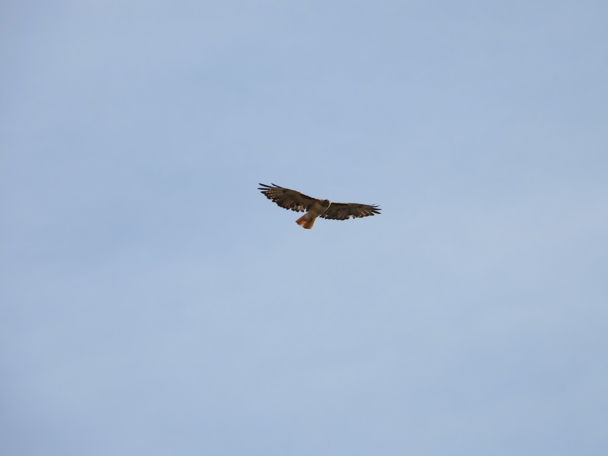 Red-tailed Hawk - ML620622253