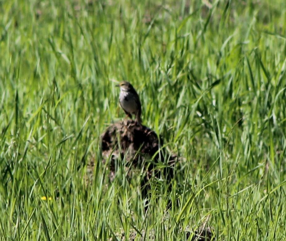 Savannah Sparrow - ML620622254