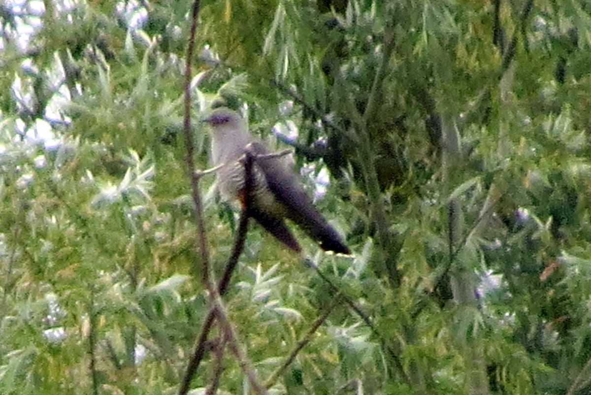 Common Cuckoo - ML620622255