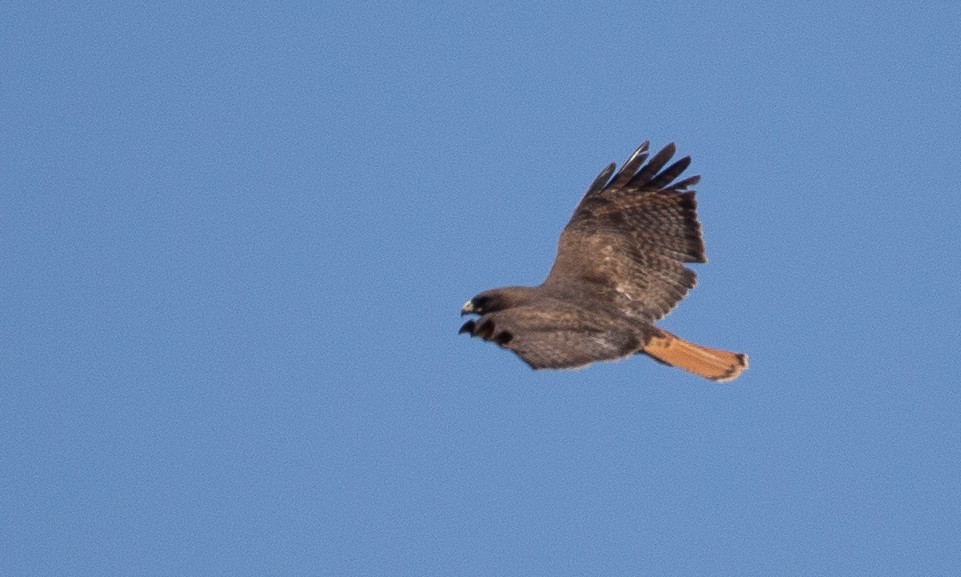 Red-tailed Hawk - ML620622263