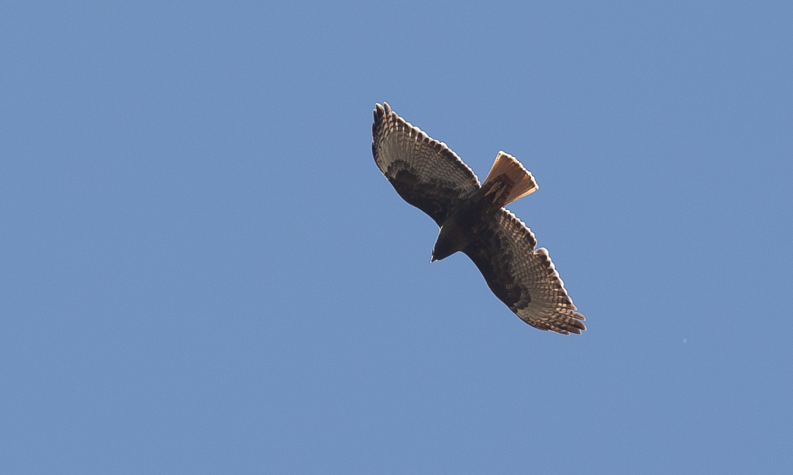 Red-tailed Hawk - ML620622264
