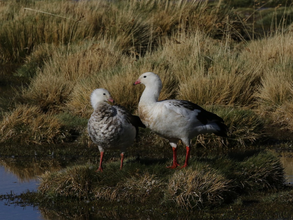 Andean Goose - ML620622270