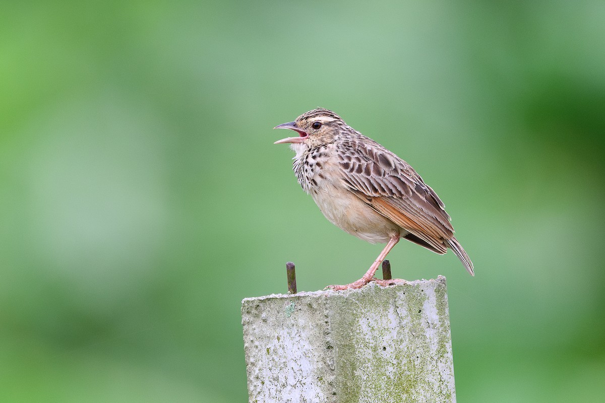 Indochinese Bushlark - ML620622271