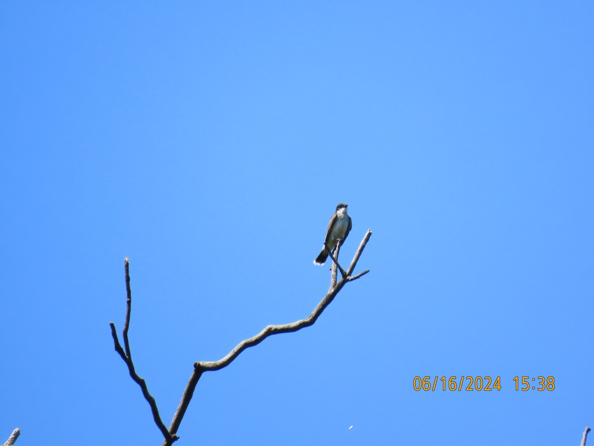 Eastern Kingbird - Ed Wallace