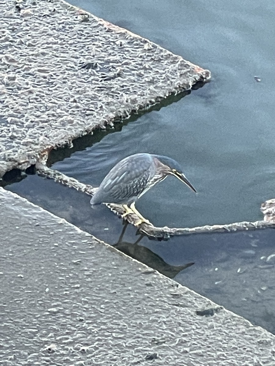 Green Heron - ML620622276