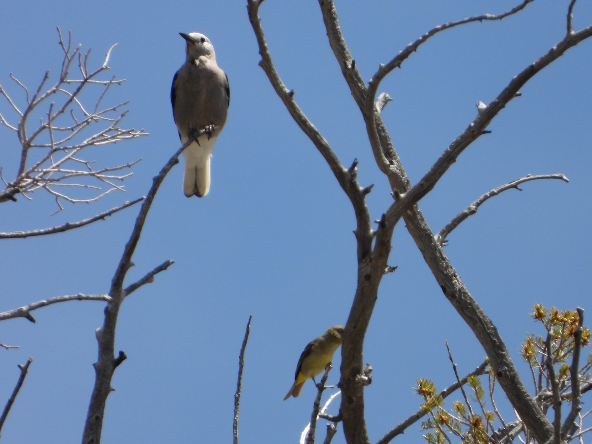 Clark's Nutcracker - ML620622284