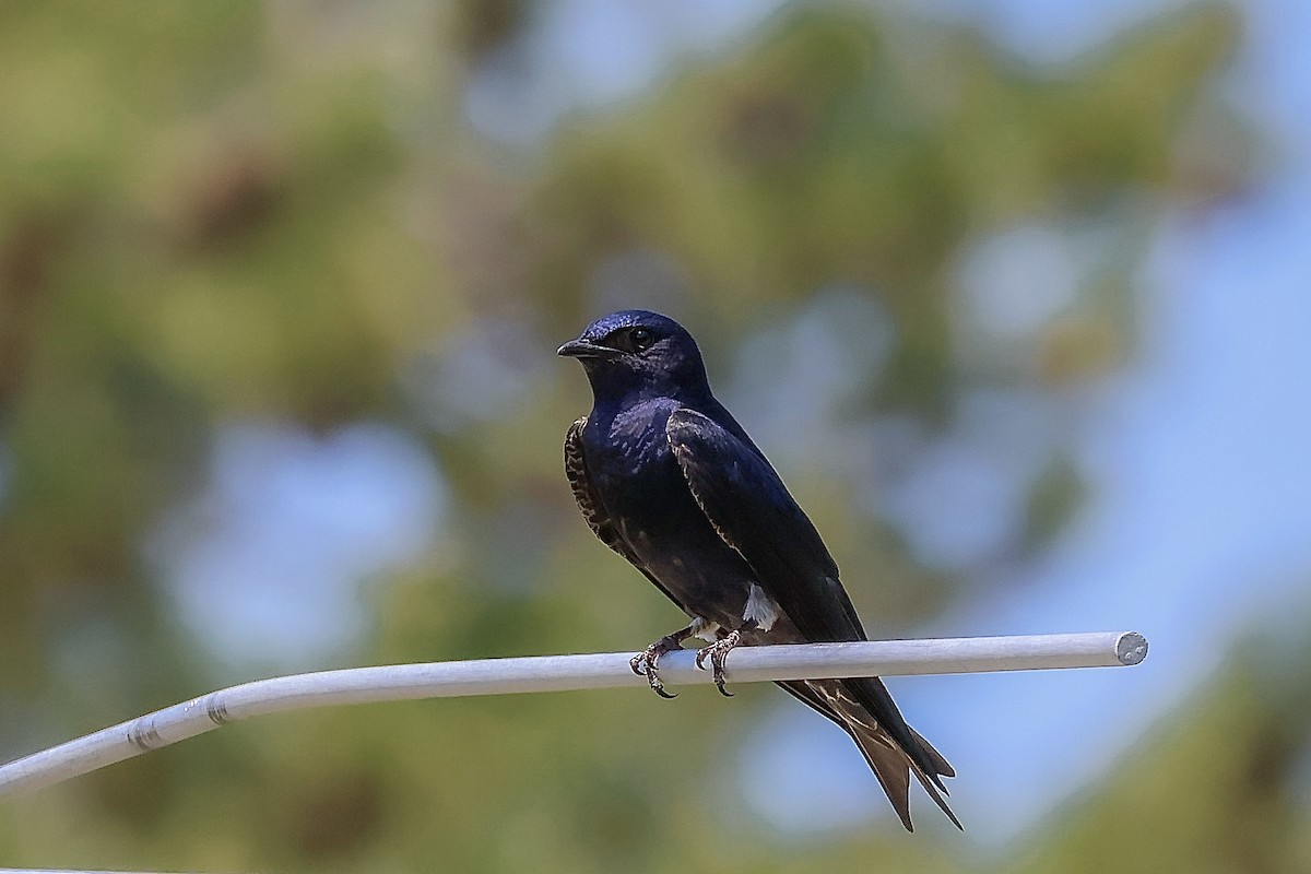 Purple Martin - ML620622285