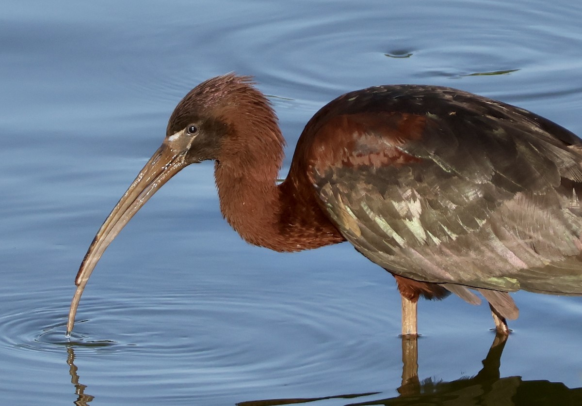 Ibis falcinelle - ML620622289