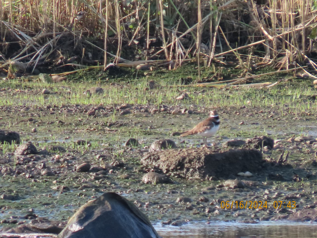 Killdeer - ML620622292