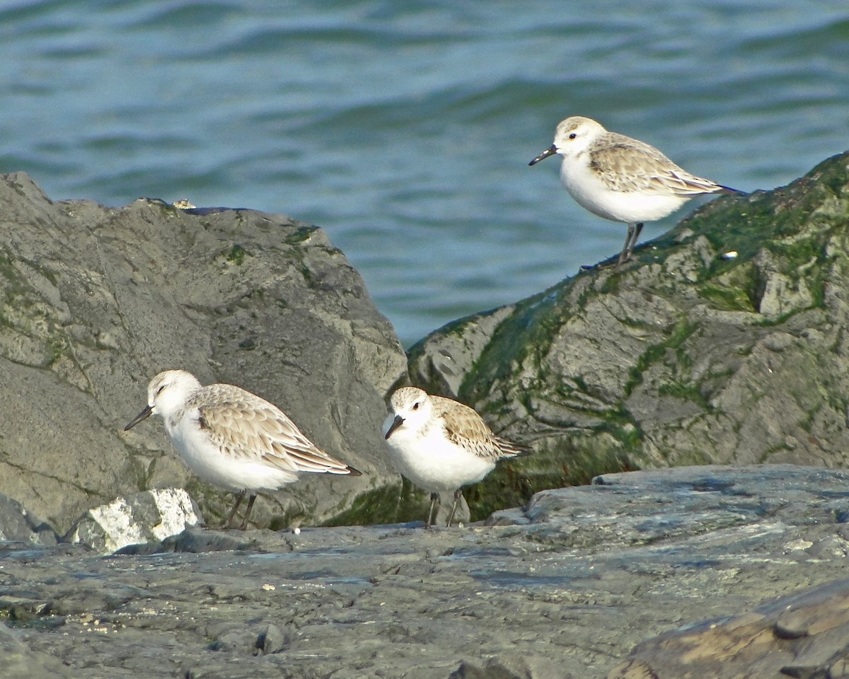 Bécasseau sanderling - ML620622293