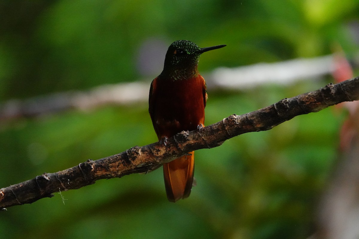 Colibrí Pechirrojo - ML620622294