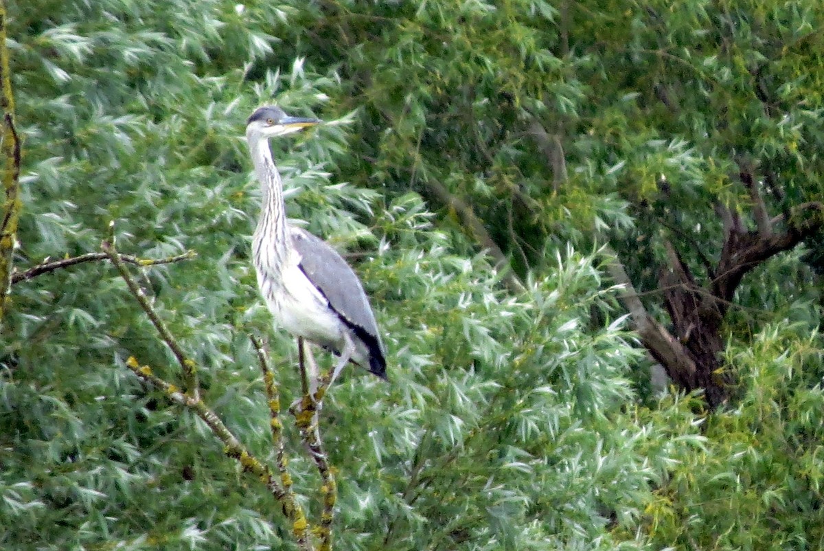 Gray Heron - ML620622295