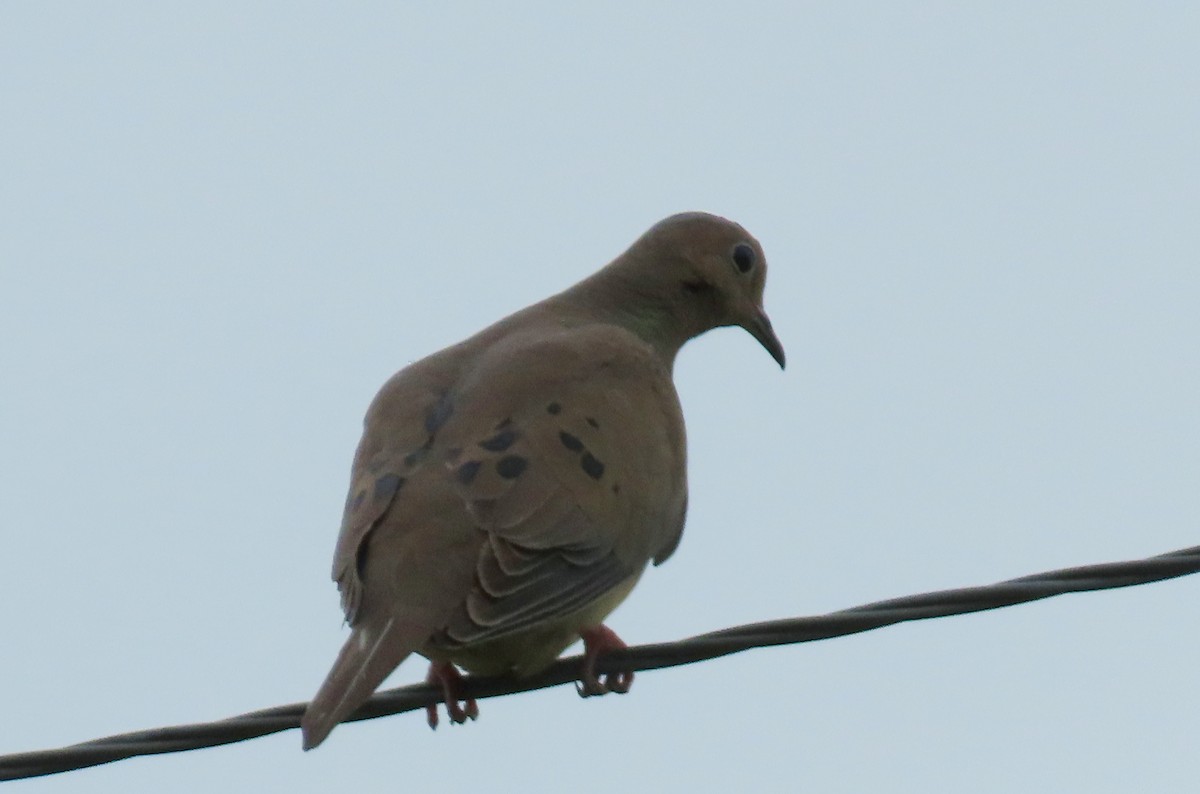 Mourning Dove - ML620622297