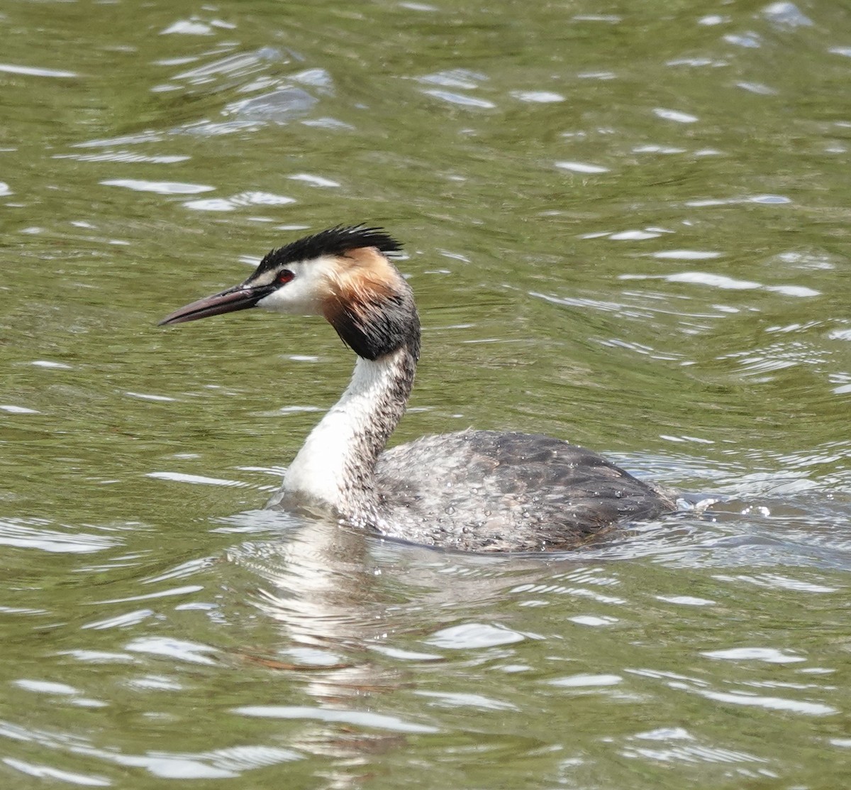 Great Crested Grebe - ML620622300