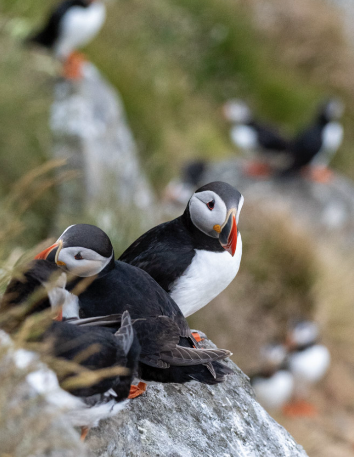 Atlantic Puffin - ML620622301