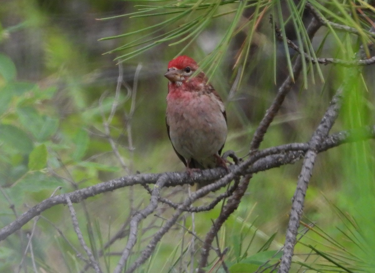 Cassin's Finch - ML620622306