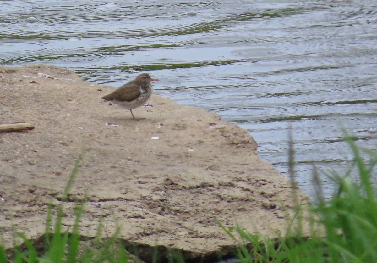 Spotted Sandpiper - ML620622307