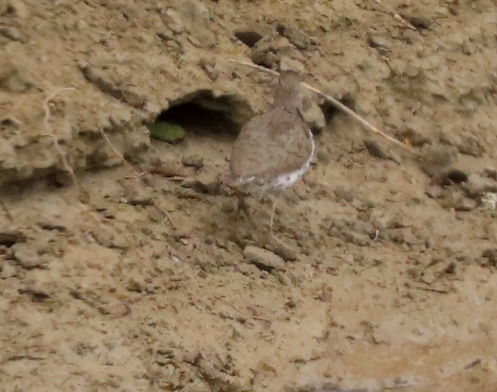 Spotted Sandpiper - ML620622309