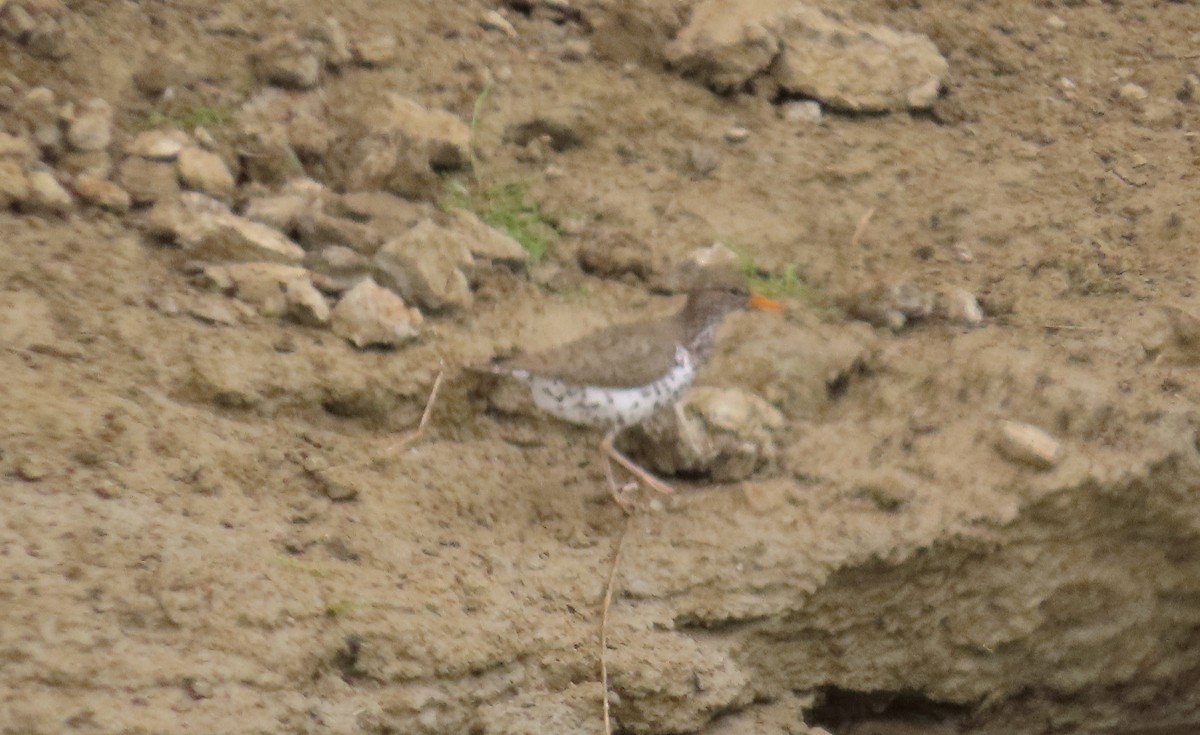 Spotted Sandpiper - ML620622311