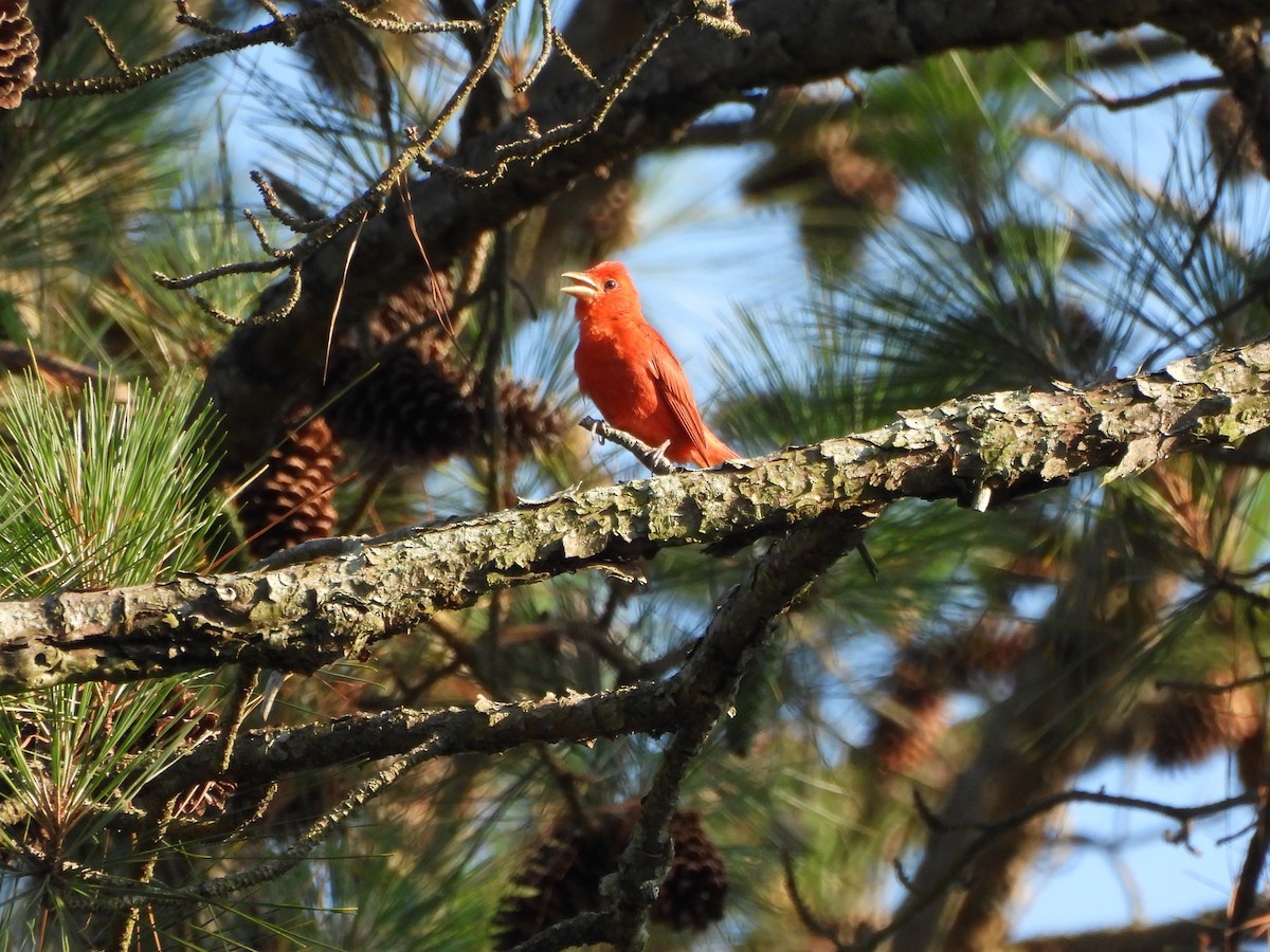 Summer Tanager - ML620622312