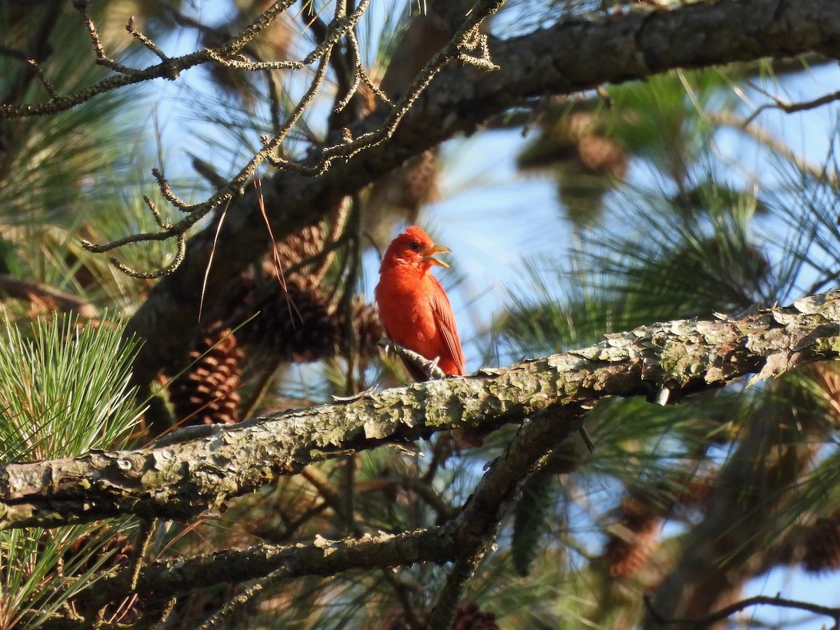 Summer Tanager - ML620622313