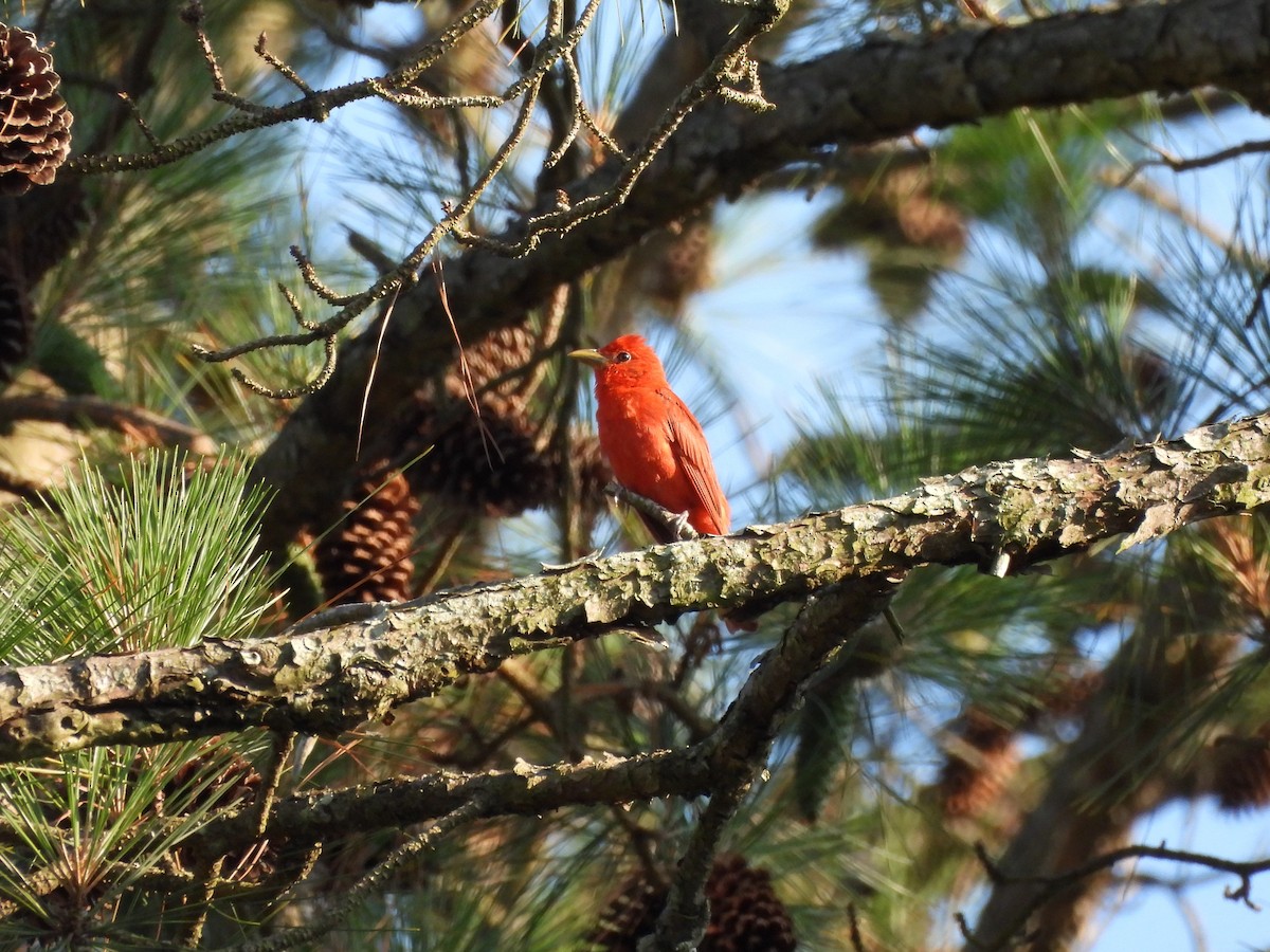 Summer Tanager - ML620622314