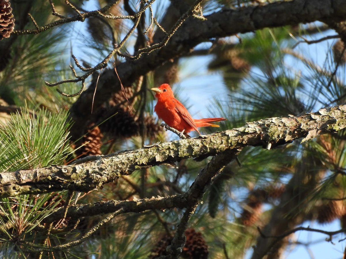 Summer Tanager - ML620622315