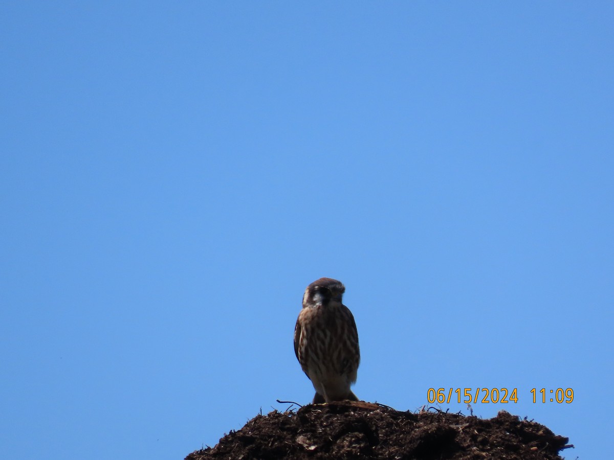 American Kestrel - ML620622316