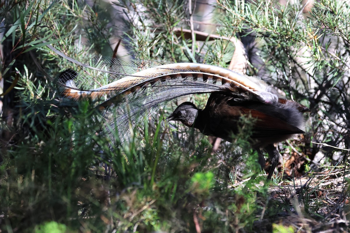 Superb Lyrebird - ML620622318