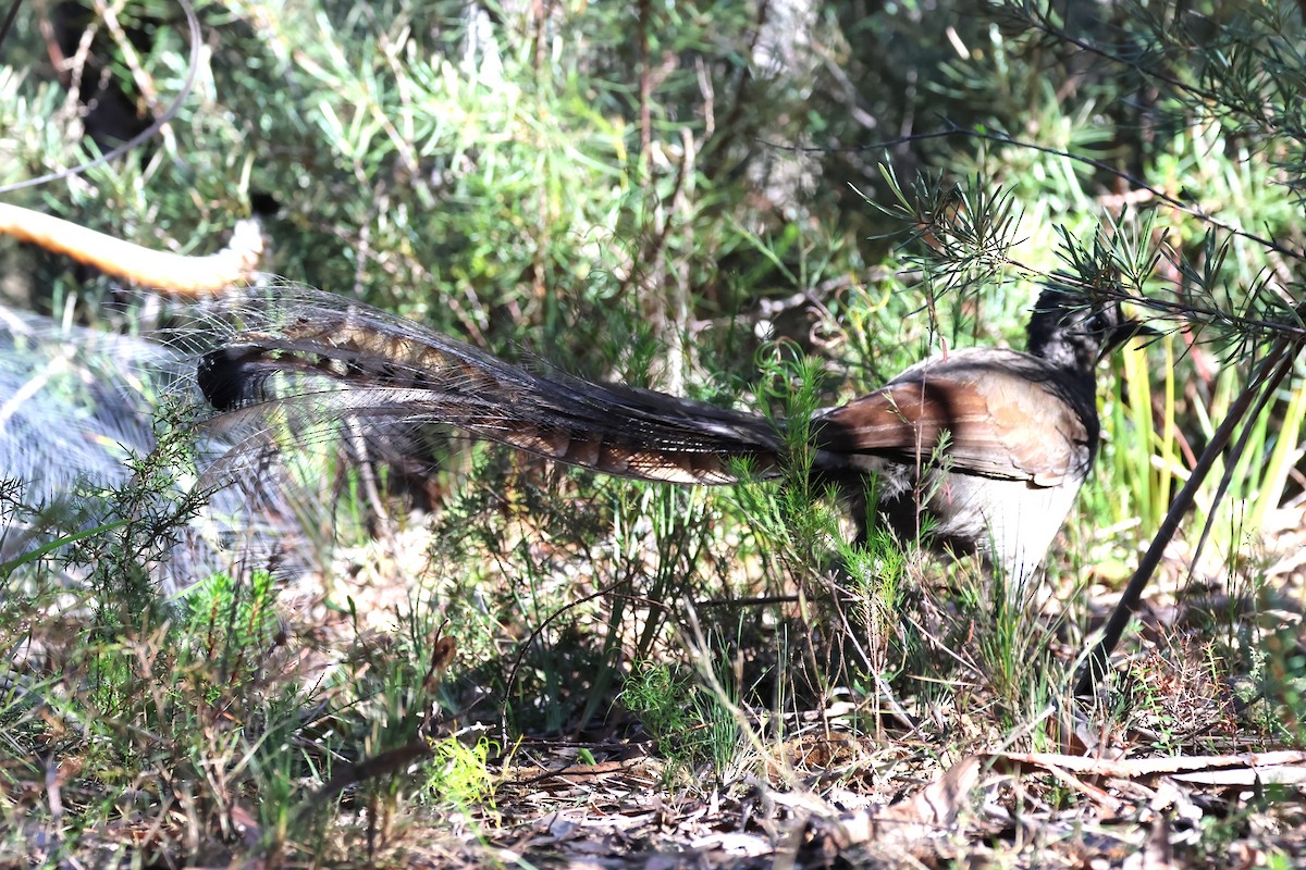 Superb Lyrebird - ML620622319