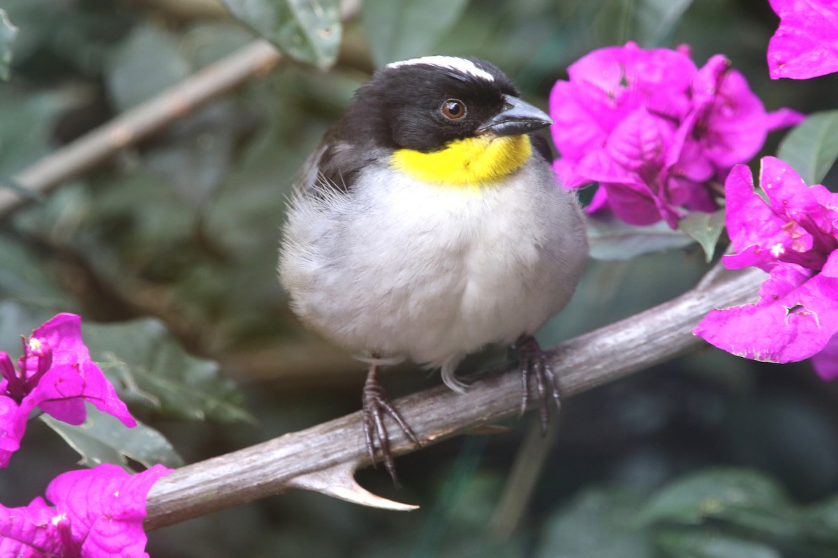 White-naped Brushfinch - Luis Carlos García Mejía