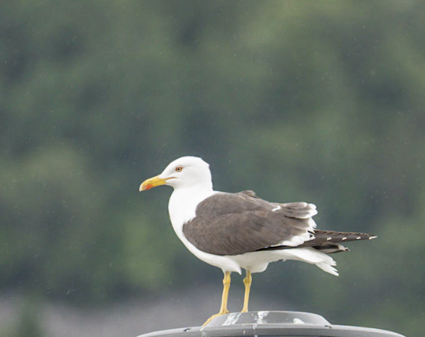 Common Gull - ML620622324