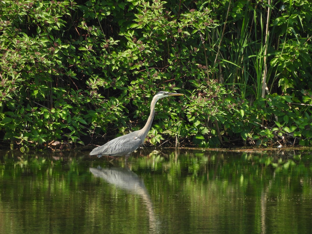 Great Blue Heron - ML620622327