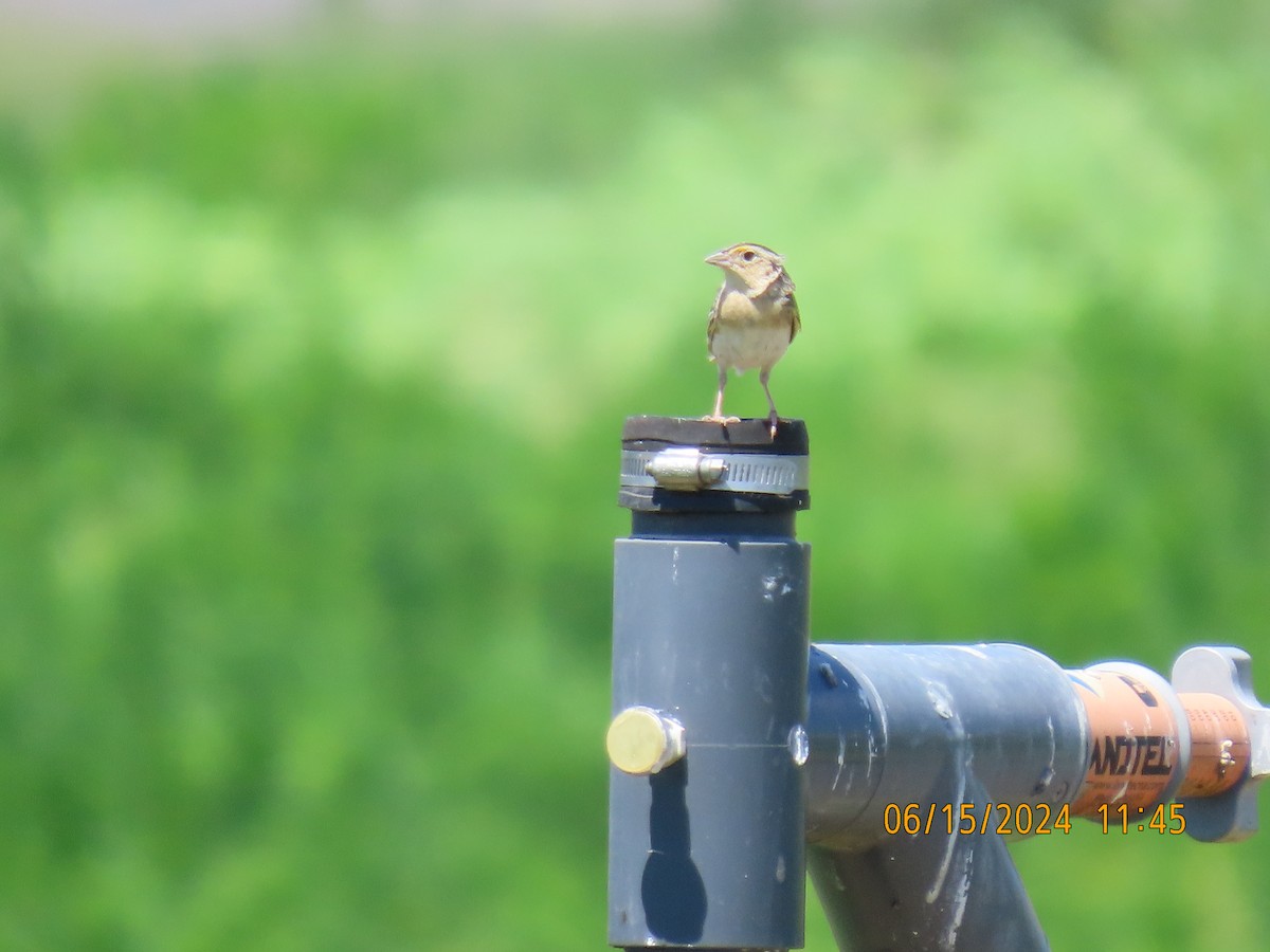 Grasshopper Sparrow - ML620622328