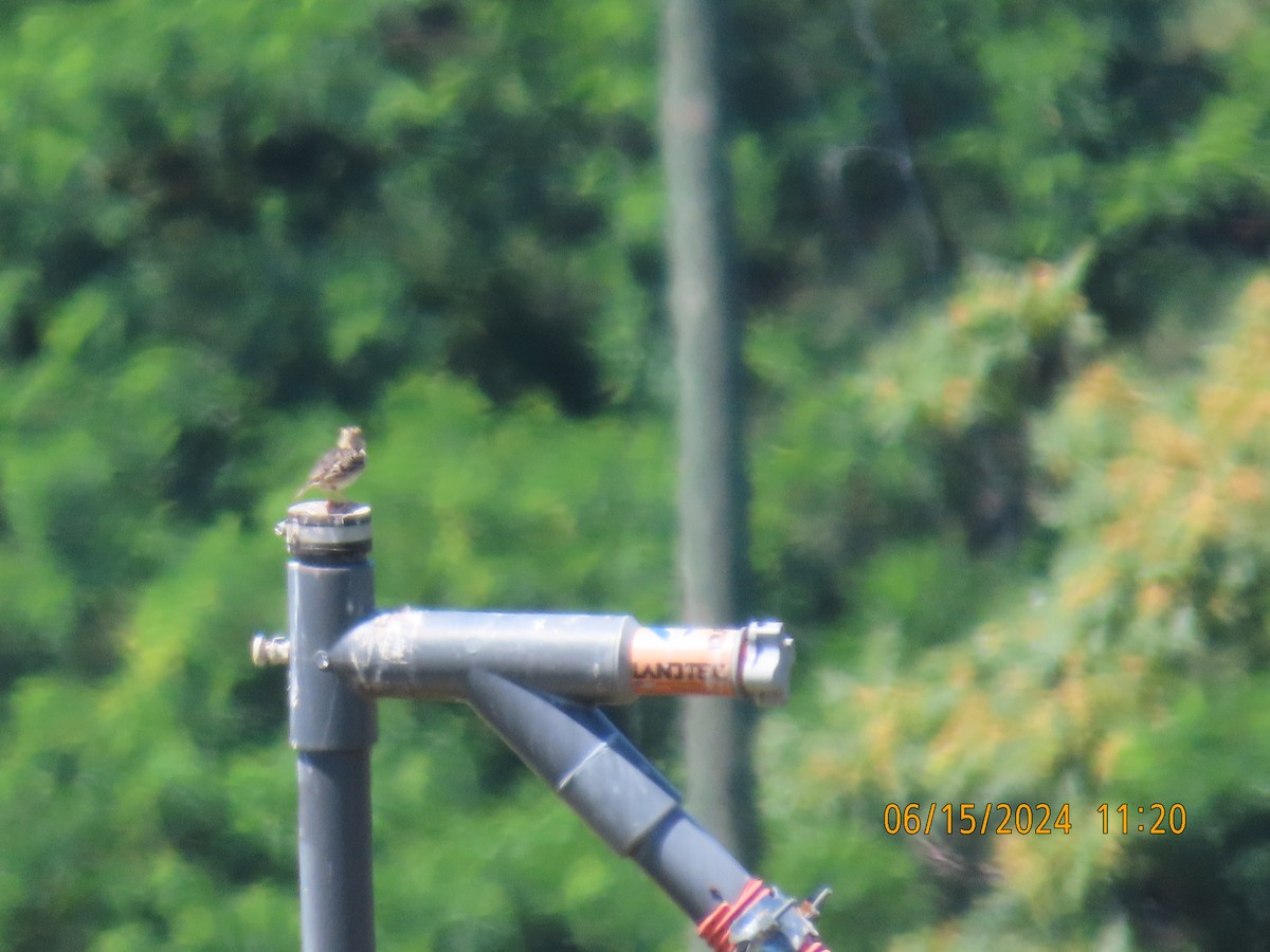 Grasshopper Sparrow - ML620622329