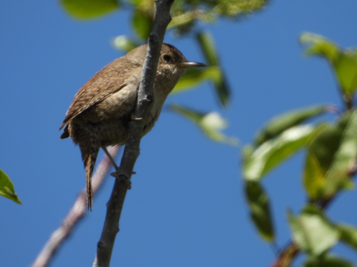 House Wren - ML620622333