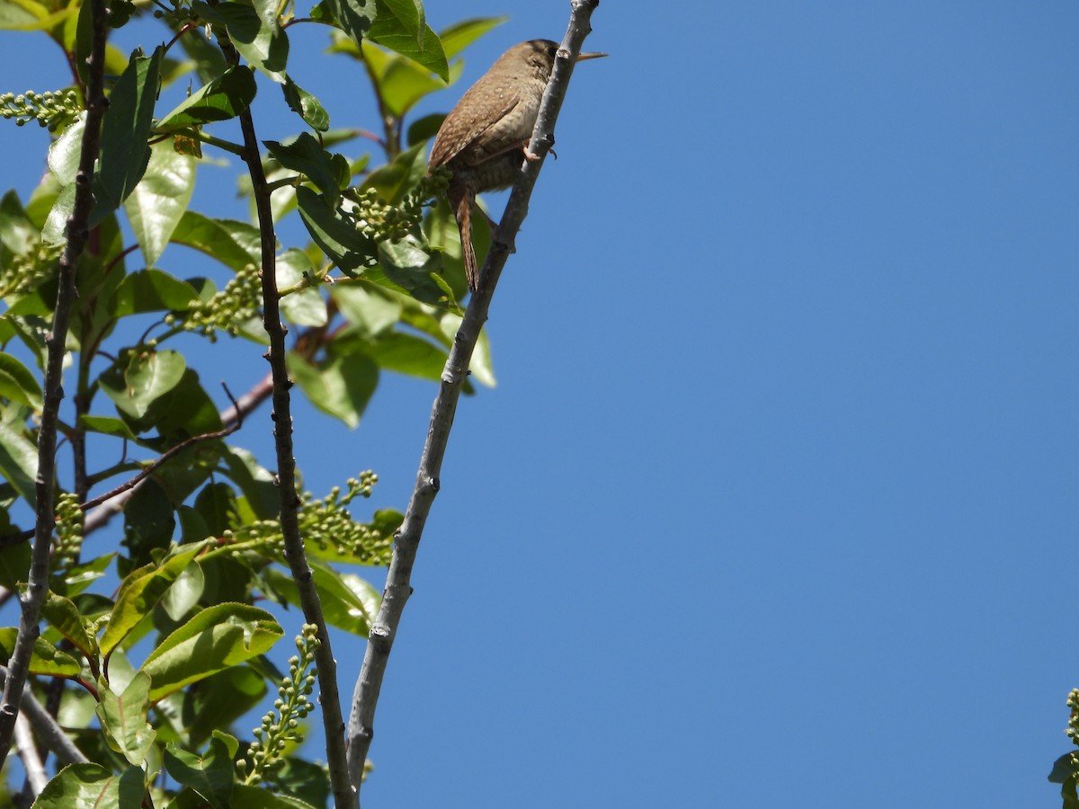 Chochín Criollo - ML620622334