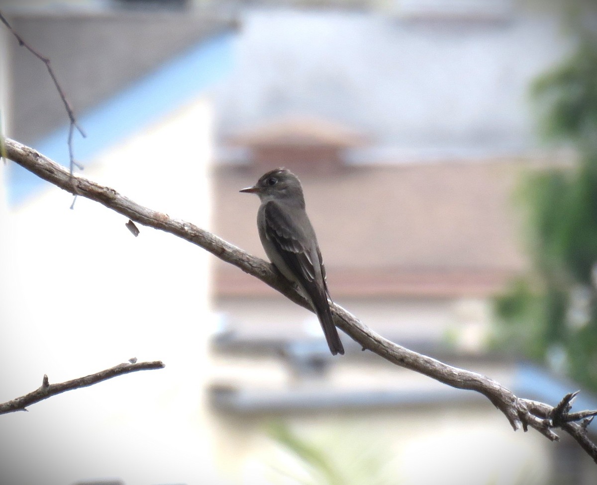 Western Wood-Pewee - ML620622335